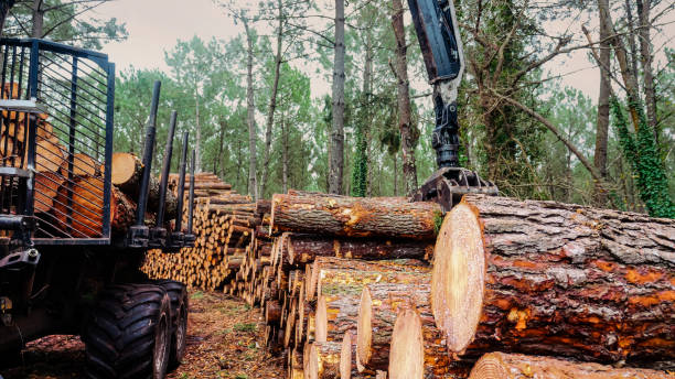 Восстановление и Рост Лесной Индустрии Дальнего Востока в 2023 году